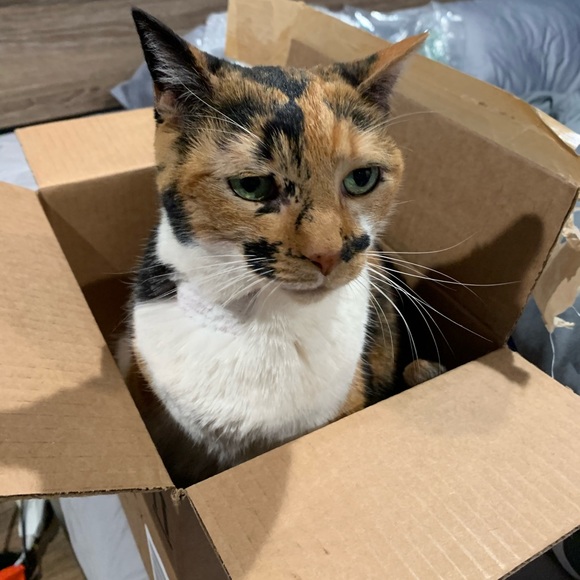 ❤️ Your Posh Ambassador 🖤 - Picture 2 of 5